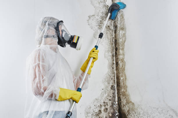 Best Residential Mold Removal  in Chesapeake, OH