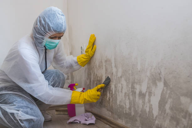 Best Mold Testing  in Chesapeake, OH