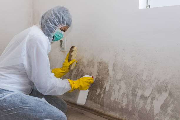 Best Commercial Mold Removal  in Chesapeake, OH