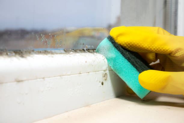 Best Attic Mold Removal  in Chesapeake, OH