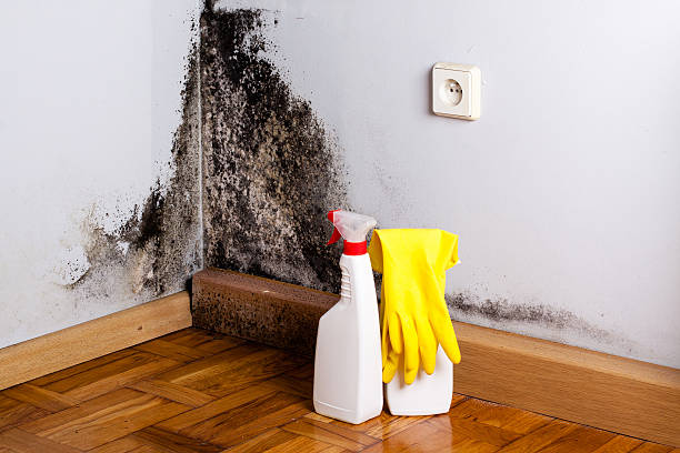 Chesapeake, OH Mold Removal Company