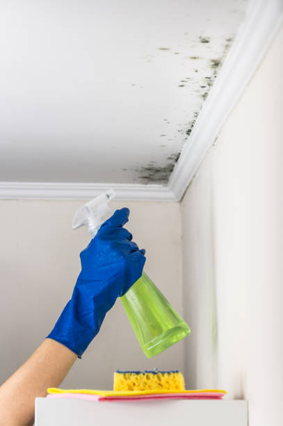 Best Same-Day Mold Removal  in Chesapeake, OH